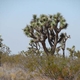 Joshua Tree Desert Tortoise CR EAFB