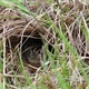 Grasshopper sparrow nest on Lakehurst Naval Air Eng Station NJ 2009 (08-408)