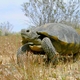 desert tortoise (photo courtesy of USGS (Legacy 9-433)