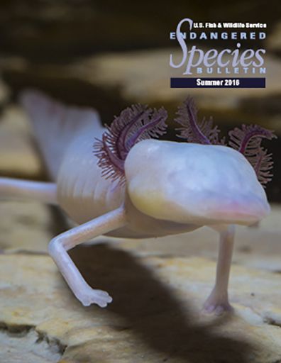 The Endangered Species Bulletin A Newsletter Providing Information on a Variety of Other Endangered and Threatened Species Issues.