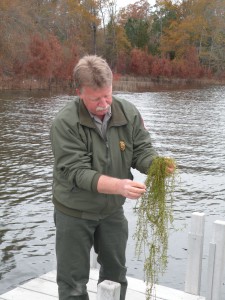 Army Corps of Engineers biologist Ken Boyd examines a strand of hydrilla, an invasive aquatic weed first discovered at Thurmond Lake in 1995. The plant harbors an algae linked to deaths of bald eagles at the reservoir. Photo by Rob Pavey (Augusta Chronicle), used with permission.