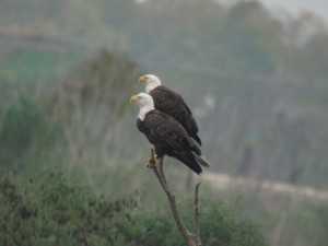 Bald eagles perch at the U.S. Army Corps of Engineers J. Strom Thurmond Lake. USACE photo, December 2009.