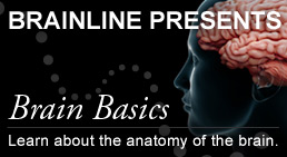 Promo Graphic: Brain Basics - 3D Model of Brain Injury