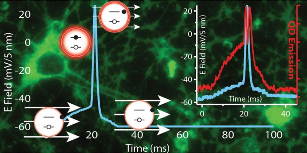 Recruiting luminescent nanoparticles to image brain function, scientists at the U.S. Naval Research Laboratory (NRL) are on pace to develop the next generation of functional materials that could enable the mapping of the complex neural connections in the brain. The intrinsic properties of quantum dots (QDs) and the growing ability to interface them controllably with living cells has far-reaching potential applications in probing cellular processes such as membrane action potential. The ultimate goal is to better understand how the billions of neurons in the brain communicate with one another during normal brain function or dysfunction as result of injury or disease. Reprinted Courtesy the American Chemical Society – 2015