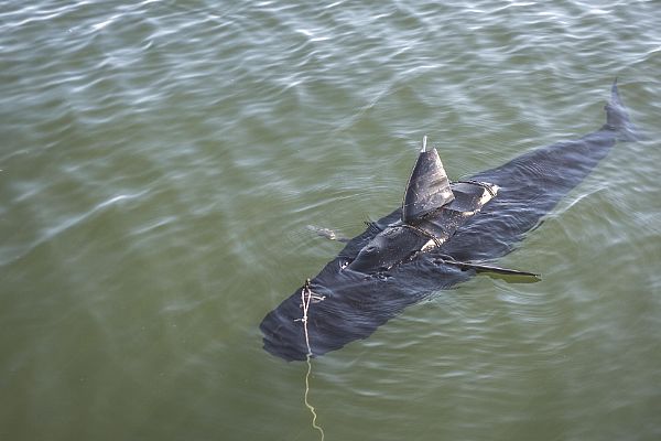 VIRGINIA BEACH, Va. (Dec. 11, 2014) The GhostSwimmer vehicle, developed by the Chief of Naval Operations Rapid Innovation Cell project Silent NEMO, undergoes testing at Joint Expeditionary Base Little Creek - Fort Story. Project Silent NEMO is an experiment which explores the possible uses for a biomimetic device developed by the Office of Naval Research. U.S. Navy photo by Mass Communication Specialist 3rd Class Edward Guttierrez III.