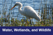 Water, Wetlands, and Wildlife