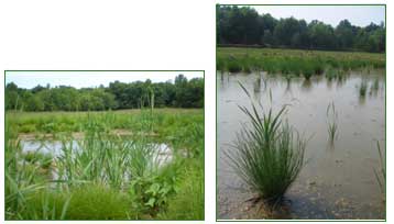 Figure 1: 4.5 acre wetlands.