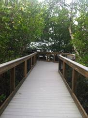 Photograph of a boardwalk surrounded by mangroves in Ding Darling National Wildlife Refuge.