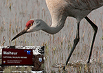 The Malheur National Wildlife Refuge provides important breeding grounds for greater sandhill cranes and other birds. Credit: Roger Baker / USFWS