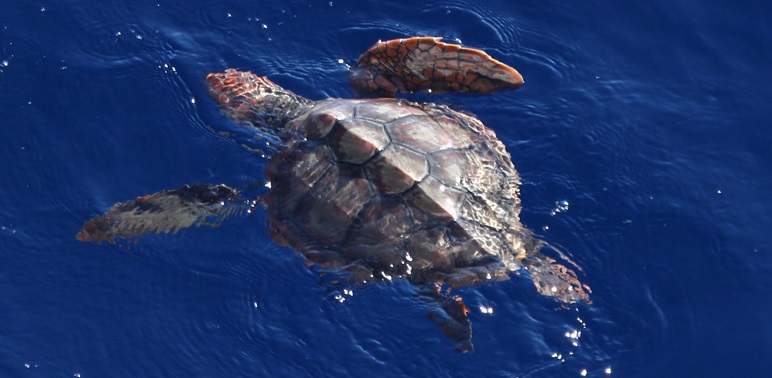 Research Discovery Exposes Loggerhead Lost Years 