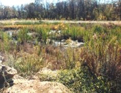 Photo showing rock, native plants and wildflowers, and water.