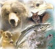 Picture of various animals