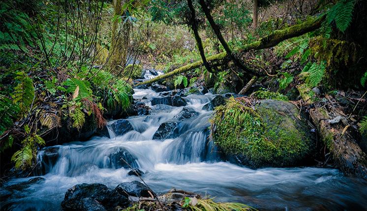 Forest stream