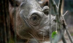 An 8-year-old male Sumatran rhino named Harapan (hope) walks inside a cage at Way Kambas National Park on Sumatra Island Indonesia, Thursday, Nov 5, 2015. (AP Photo/Tatan Syuflana)