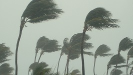 	A group of palm trees blowing fiercly in the wind and rain.