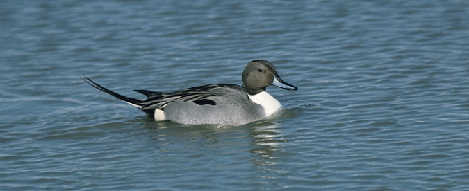 Photo of a wild waterfowl (duck) floating on a lake. 