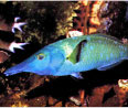 Image of a fish.