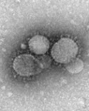 Coronavirus