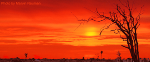 View of a dead tree and fence row in a summer sunset.