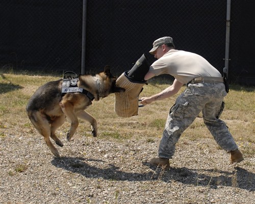 CAMP BONDSTEEL, Kosovo &mdash; Army Sgt. Brandon Hiller, Camp Bondsteel Military Working Dog handler, a native of Glenmont, Ohio, receives a bite from Ceno, a military working dog, July 23 at Camp Bondsteel. Ceno, one of three MWDs on Bondsteel, is trained in attack and patrol procedures as well as how to locate narcotics. (U.S. Army photo by Pfc. Brian J. Holloran)