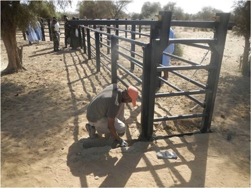 A Mauritanian contractor completes a livestock pen protecting cattle along an important transportation route linking Mauritania and Mali. The project of building seven livestock pens is a cooperative effort between USAFRICOM’s Humanitarian Assistance program, the U.S. Embassy in Nouachott, Mauritania, and the Mauritania Ministry of Agriculture and Rural Development.  (Courtesy photo)