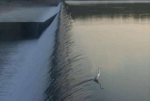 Bird on Demopolis Spillway