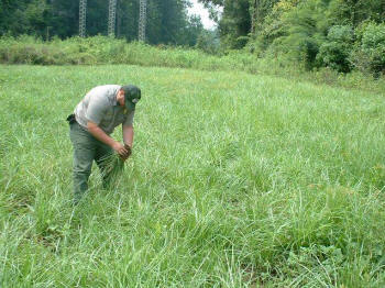 Ranger checking crop