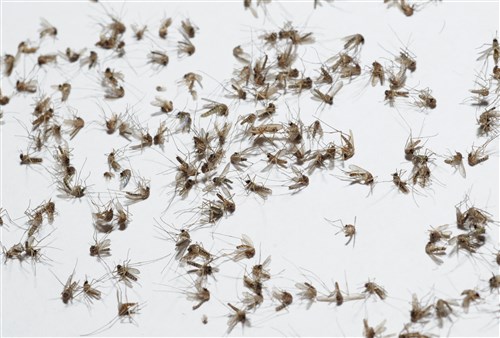 Mosquitoes are collected from traps at Camp Lemonnier, Djibouti, June 7, 2013. Members of Camp Lemonnier’s expeditionary medical facility preventive-medicine department put these samples into vials and ship them to the U.S. Army Public Health Command laboratory in Stuttgart, Germany, where researchers test the samples for viruses. The collection and testing of mosquitoes are part of the camp’s mosquito-control program, which monitors the mosquito population as a preventive measure to limit the risk of mosquito-borne diseases to Camp Lemonnier and Combined Joint Task Force-Horn of Africa personnel. (U.S. Air Force photo by Staff Sergeant Caleb Pierce)