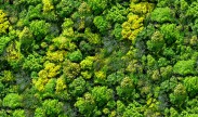 Even lush forest canopies could became effectively transparent with a future generation of light detection and ranging (LIDAR) technologies. Click on image below for high-resolution. (Source: Shutterstock)