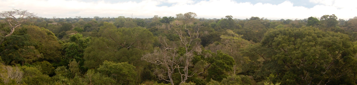 Forest die-offs affect distant ecosystems
