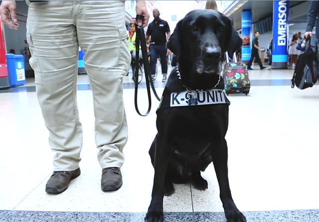 A black dog K-9 Unit