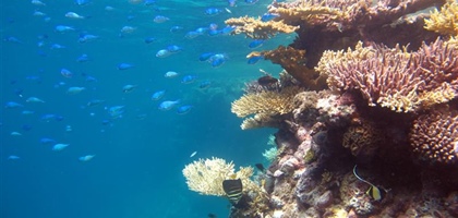 Study shows ocean acidification is two-front assault on coral reefs