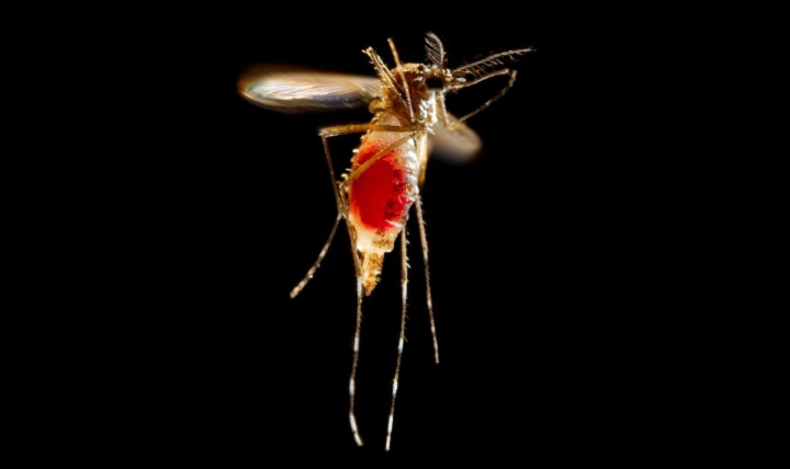 The Zika virus is transmitted to people primarily through the bite of an infected Aedes species mosquito – Aedes aegypti, shown here, and Aedes albopictus. The same mosquitoes spread dengue and chikungunya viruses. Mosquitoes become infected when they feed on a person already infected with the virus. Infected mosquitoes can then spread the virus to other people through bites. (Centers for Disease Control and Prevention photo by James Gathany)