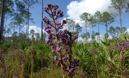 Santa Fe Swamp Wildflower