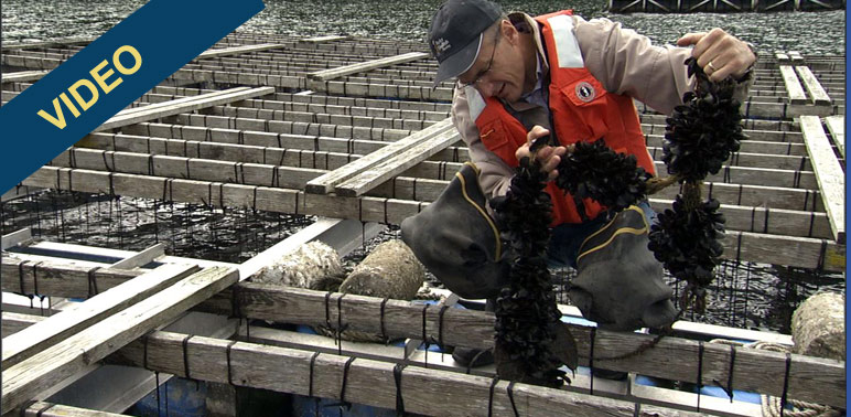 Meet Bill Dewey, Shellfish Farmer