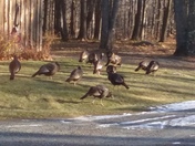 Flock of Turkeys