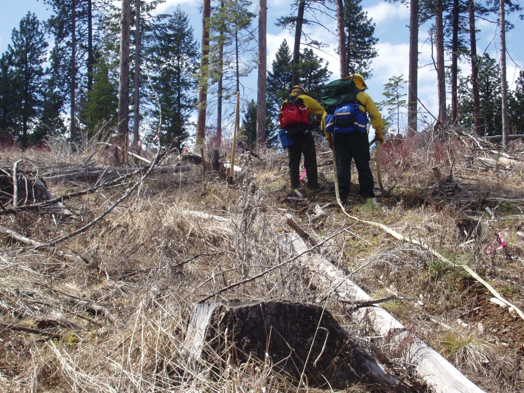 Firefighters working in forest.