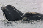 North Atlantic right whales