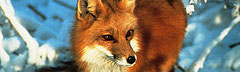 Red fox in snowy landscape