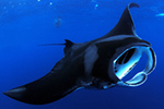 Manta birostris, Photo: Ken Znezick