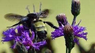 UNT student researches Texas bumblebee populations