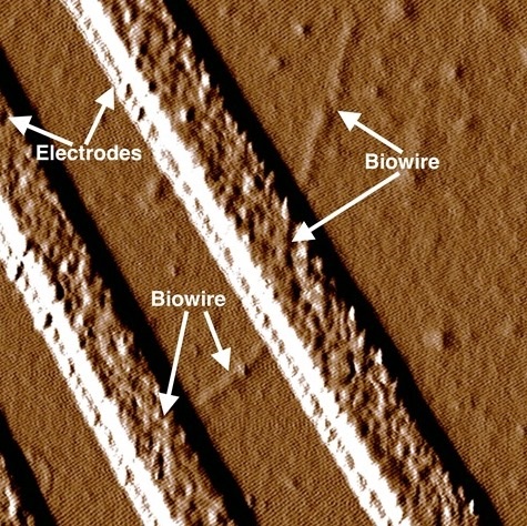 Scientists sponsored by the Office of Naval Research have genetically engineered a new strain of bacteria, found naturally in dirt, to create electrical wires that not only conduct electricity, but also rival the thinnest wires known to humanity. The nanowires could have a great impact on the future force, contributing to everything from smaller electronic devices to alternative fuels. Photo courtesy of Dr. Derek Lovley 