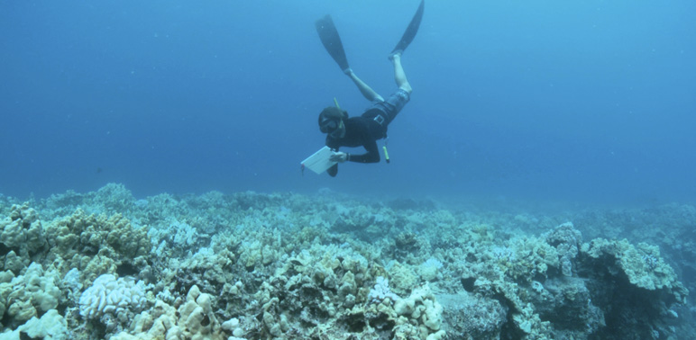 Hawaiian Habitat Focus Area in Action