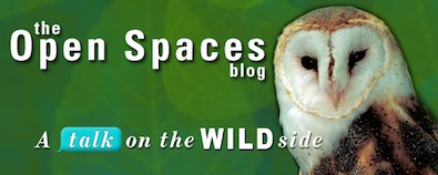Photo of owl next the the words: the Open Spaces blog, a talk on the wild side.
