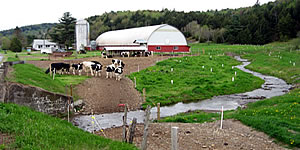 Livestock fencing and buffer