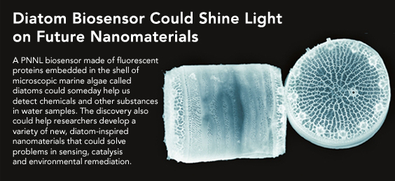 Diatom Biosensor Could Shine Light on Future Nanomaterials