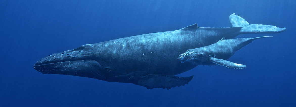Humpback whales swimming underwater. Ed Lyman/NOAA, under NOAA permit #14682