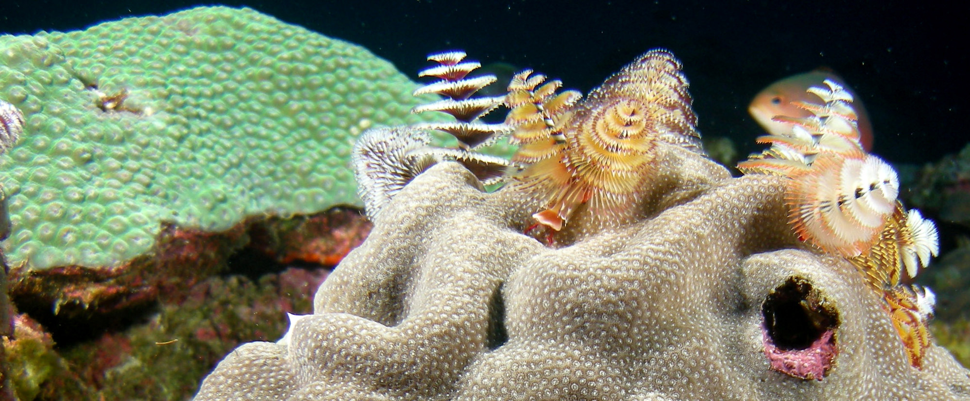 Christmas Tree Worms in Flower Garden Banks National Marine Sanctuary