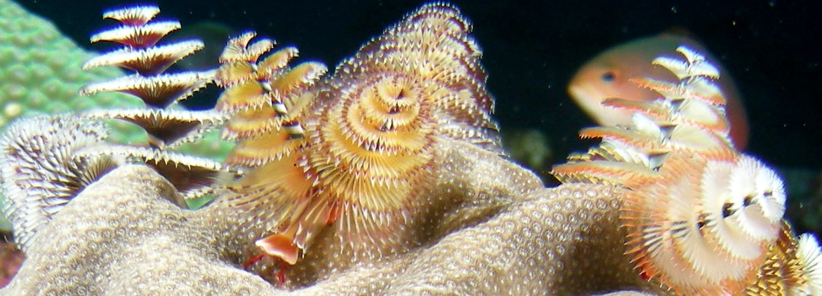 Christmas tree worms in Flower Garden Banks National Marine Sanctuary