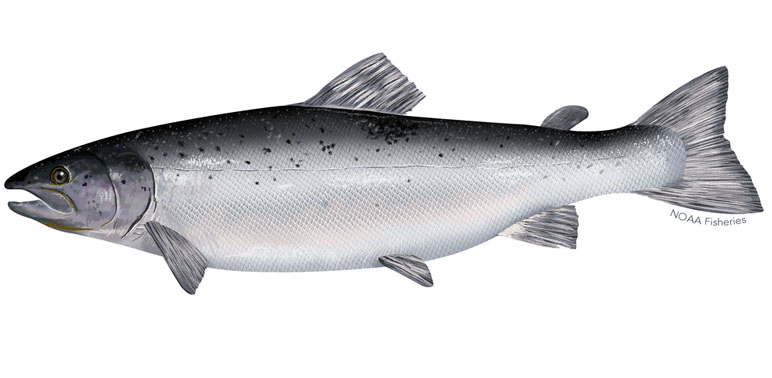 Spotlight Species: Atlantic Salmon 
